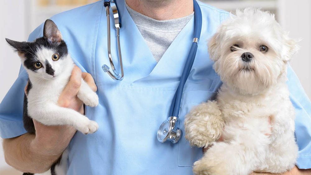 check-up-veterinario