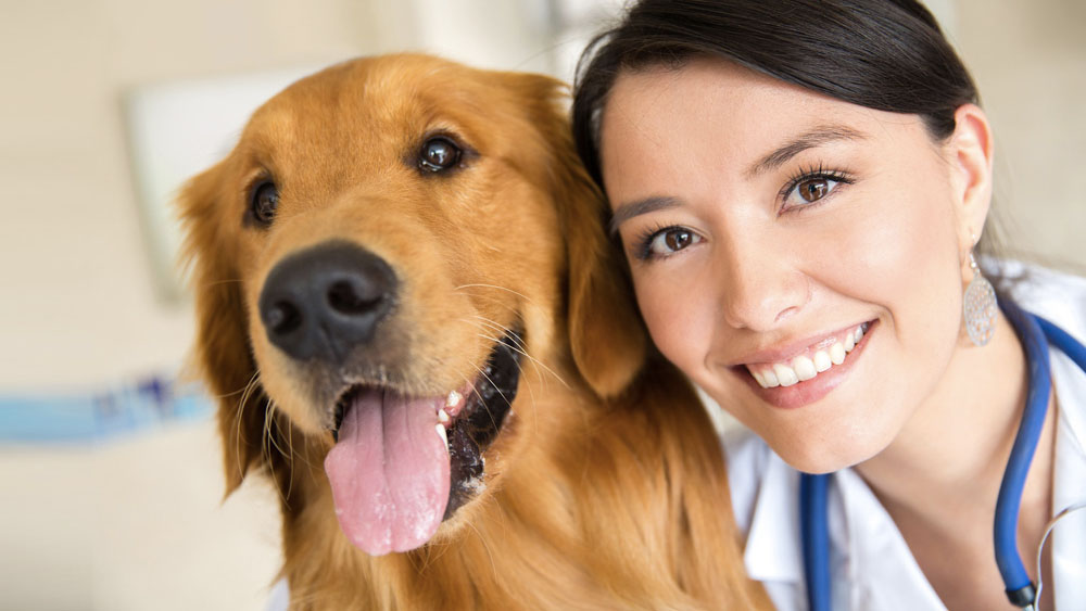 exames veterinários blog