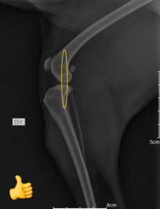 Radiografia Veterinária