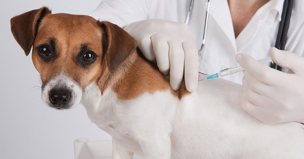 vacina-da-gripe-em-animais
