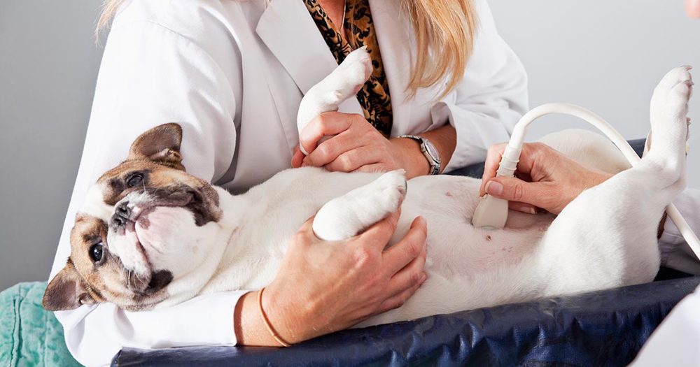 exame-ultrassom-veterinario