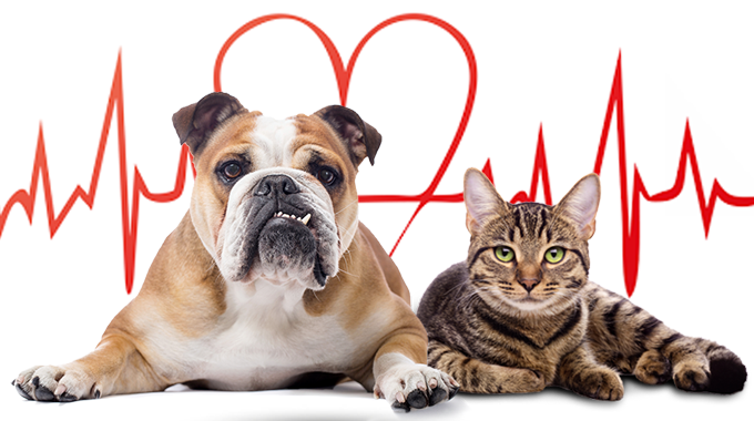 exame-cardiologico-pets