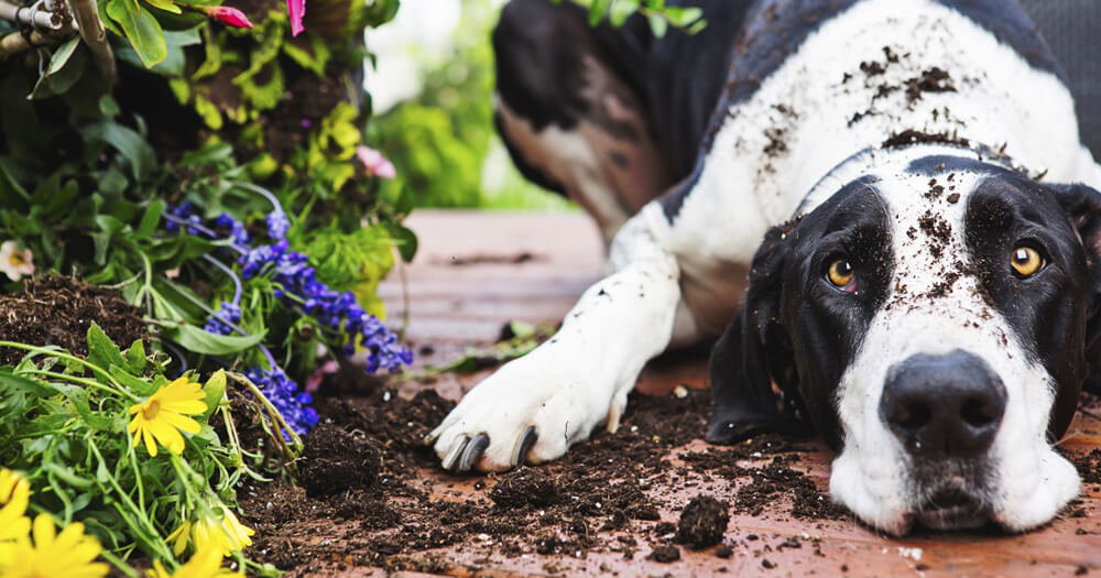 Intoxicação de Animais por Plantas