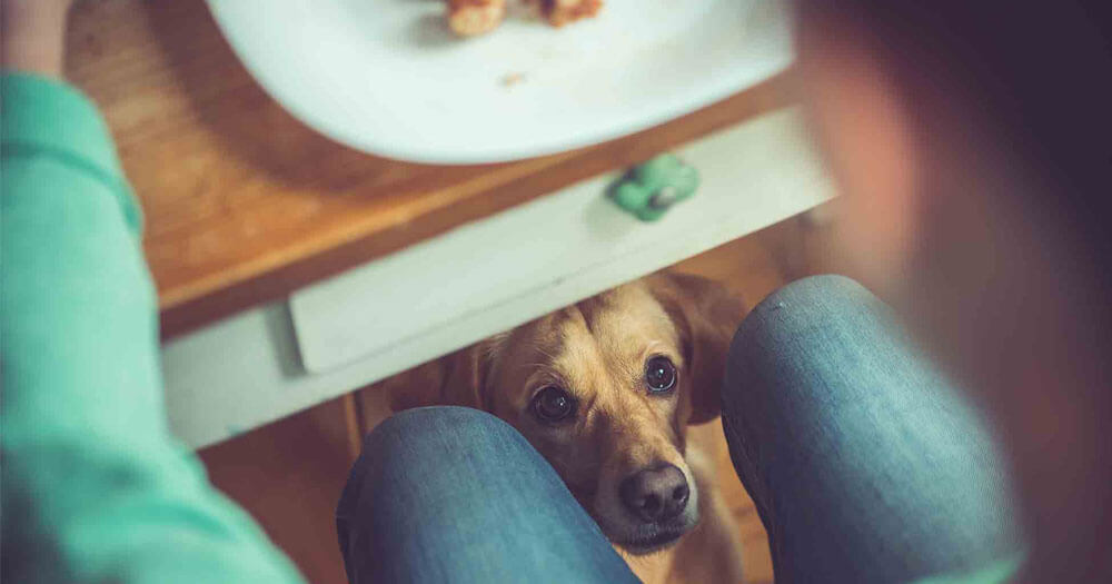 Cachorro e Alimentos