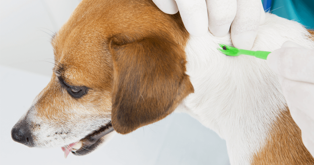 cachorro com carrapato no veterinário
