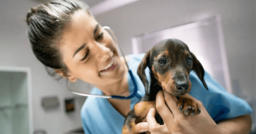 por que encaminhar o cachorro ou gato para um cardiologista veterinário