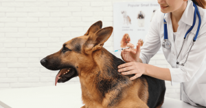 vacinas-para-caes-clinica-veterinaria-em-florianopolis-digitalvet