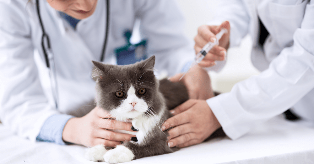 vacinas-para-gatos-clinica-veterinaria-em-florianopolis-digitalvet