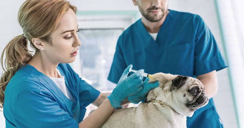 Veterinária aplicando vacina em Pug Bege