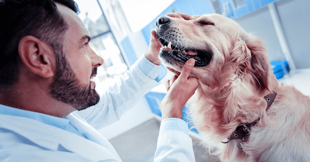 Veterinário analisando a boca de um cão Golden Retriever
