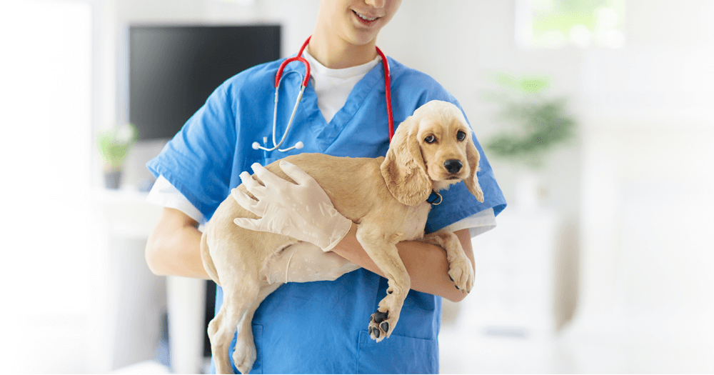 Doenças Gastrointestinais em Cães