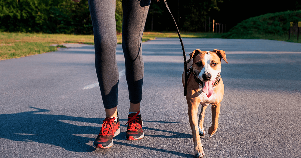 Correr com o cachorro é saudável?