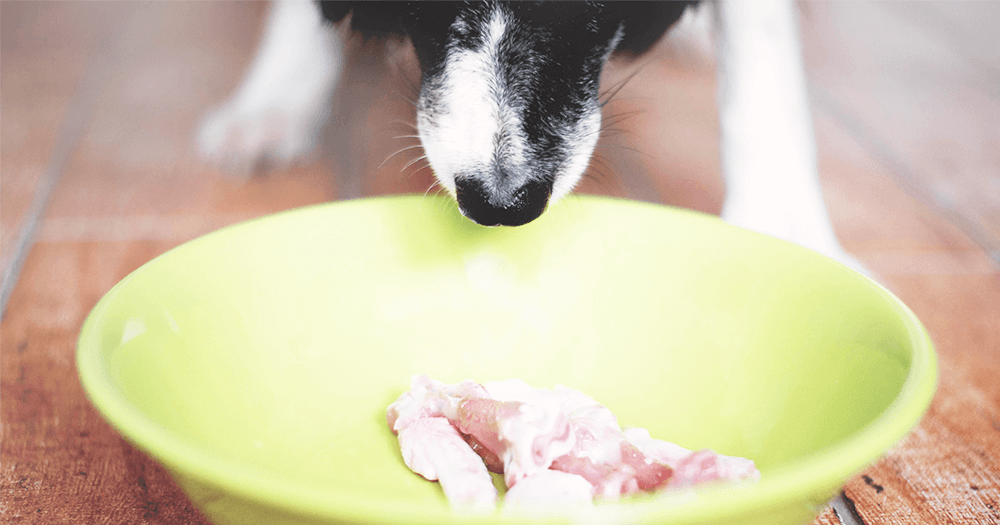 Dieta crua para animais