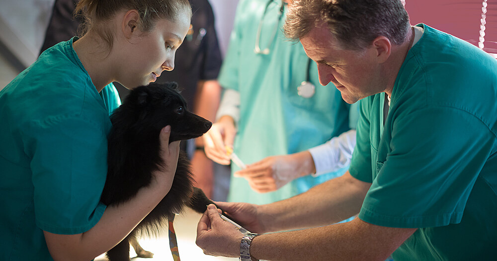 Exame de sangue veterinário